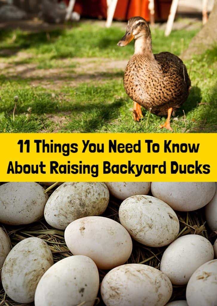 关于养后院鸭子你需要知道的11件事