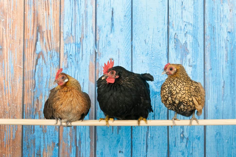 Bantam Chickens: 5 Reasons To Raise 