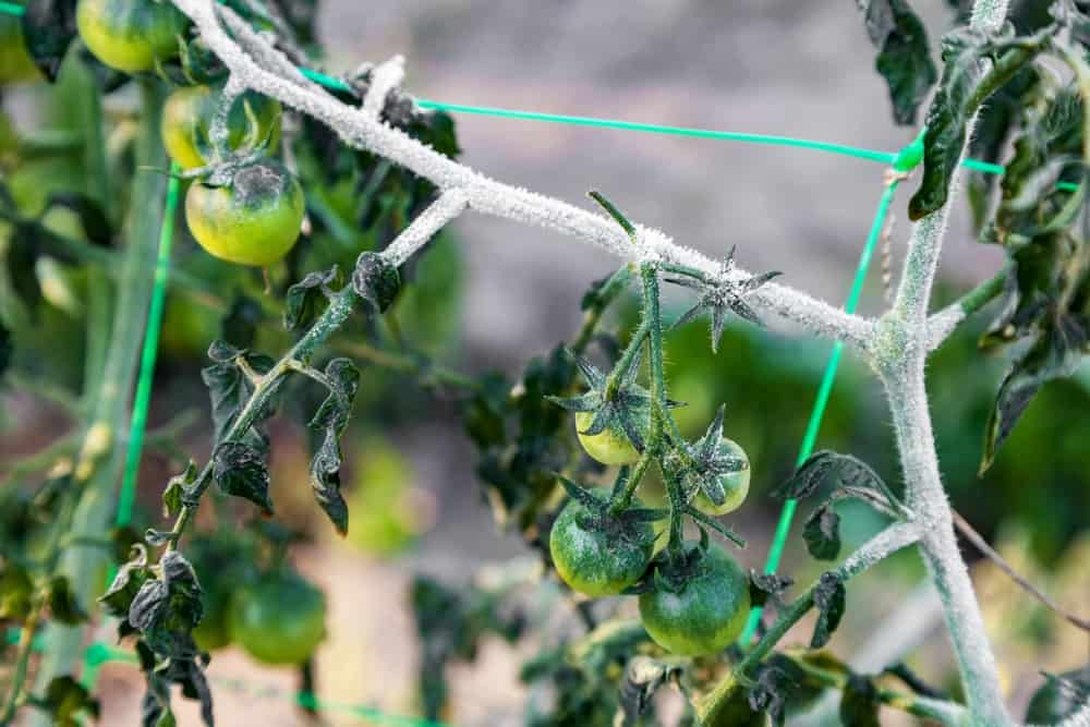 种植美味丰富的西红柿的10个专业技巧