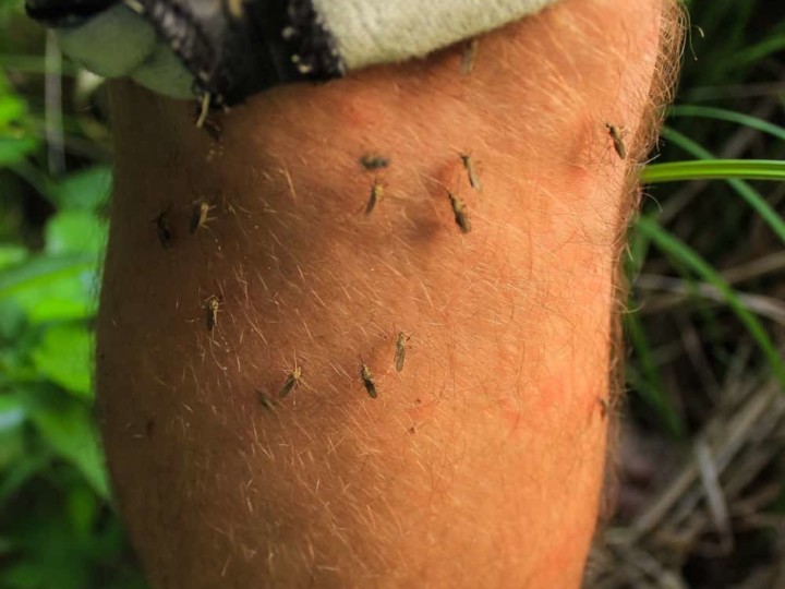 9 Natural Ways To Repel Mosquitoes And 4 Methods That Really Don't Work