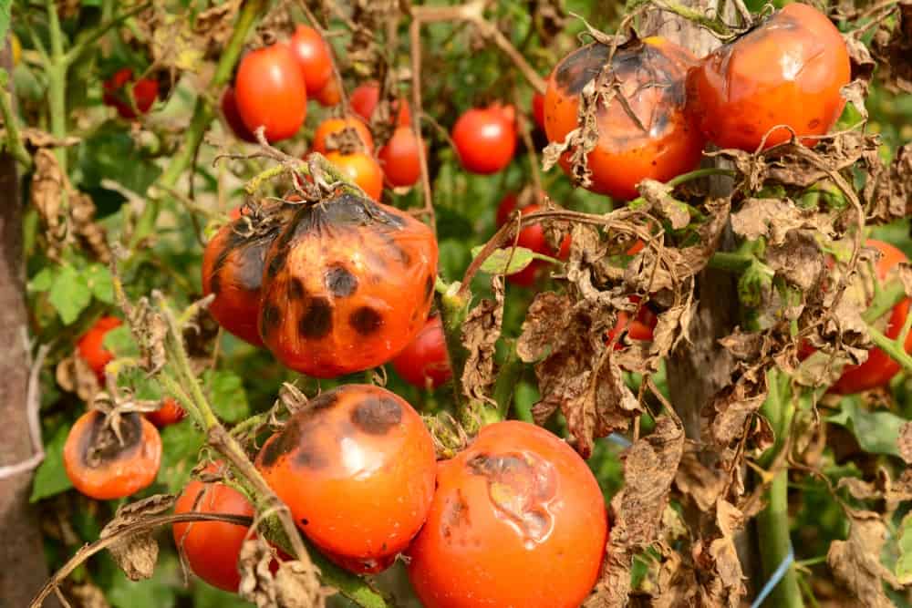 种植美味丰富的西红柿的10个专业技巧