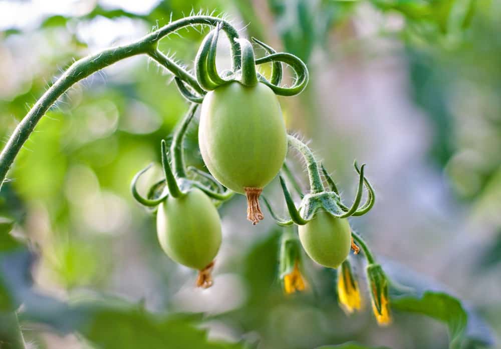 第一批绿番茄在藤上形成
