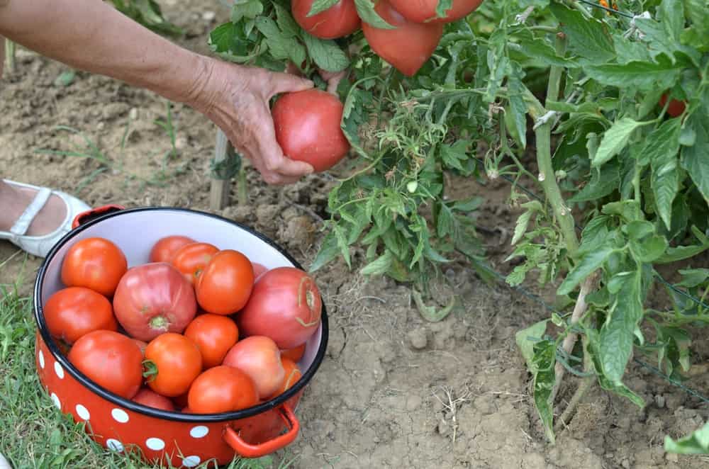收获大量自家种植的西红柿