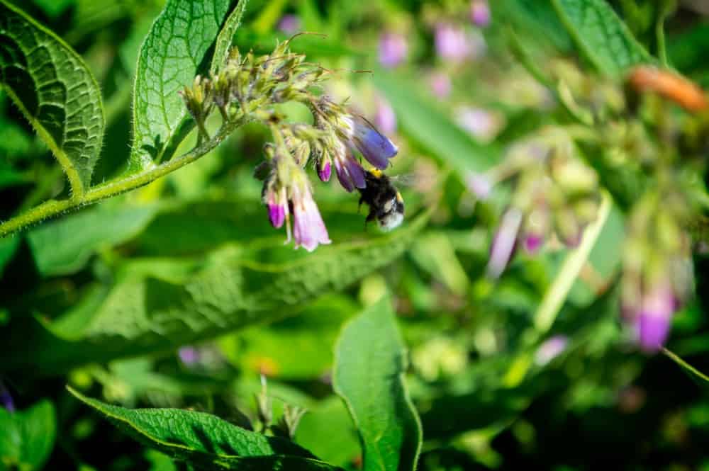 一只蜜蜂在吃紫草花。