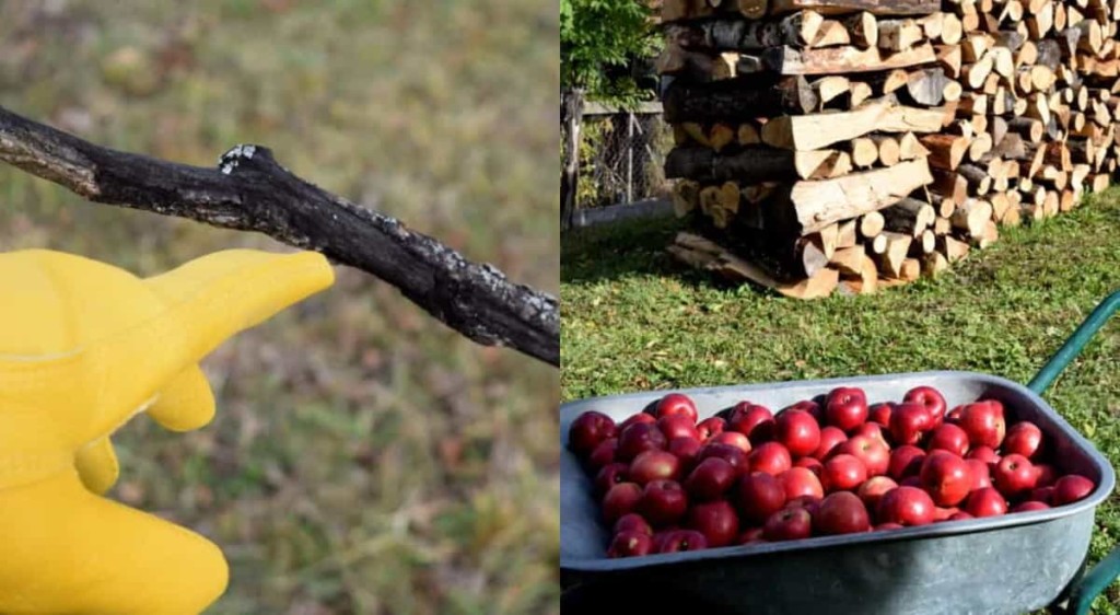 如何在冬季修剪苹果和梨树以获得更高的产量