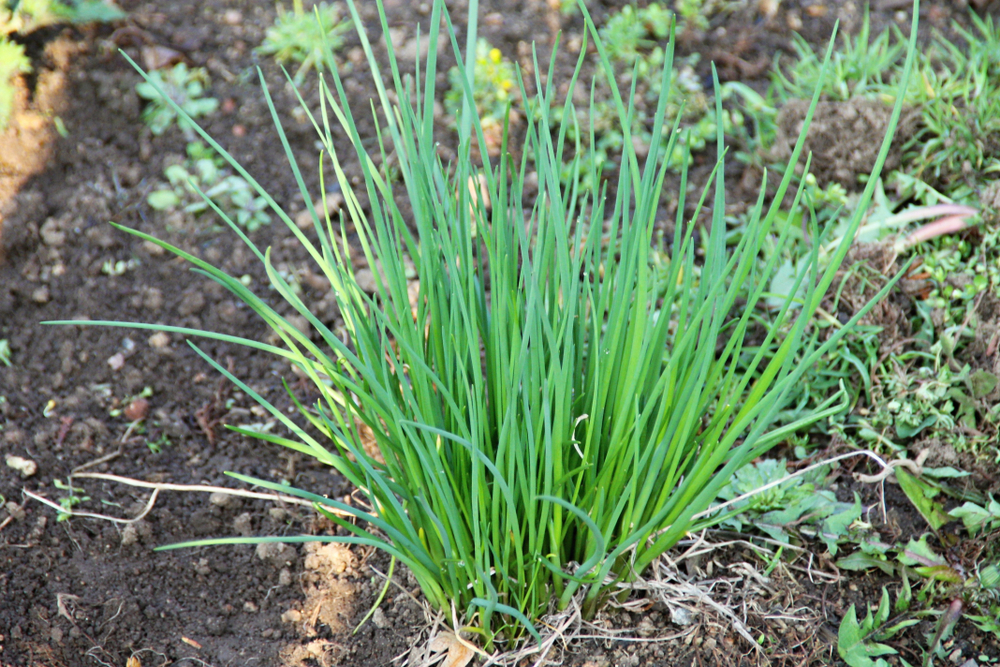 Chives growing in the soil