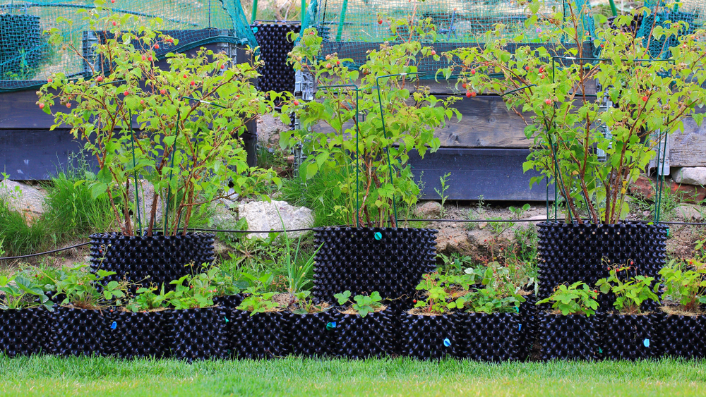 Large containers with raspberry canes growing in the background. In the foreground there are smaller containers with strawberries growing in them.