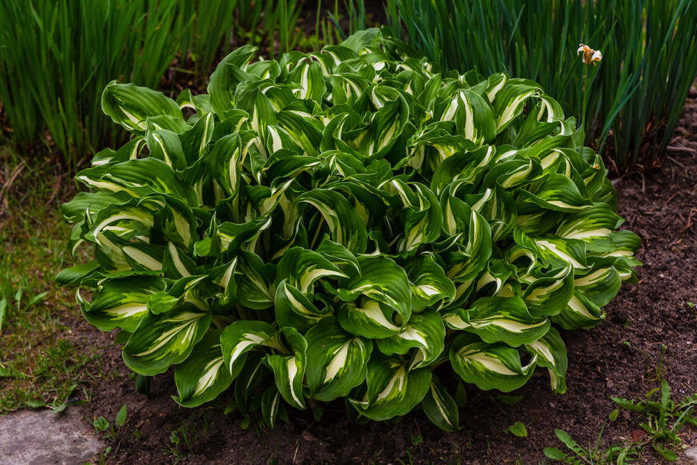 A large hosta plant in full shade
