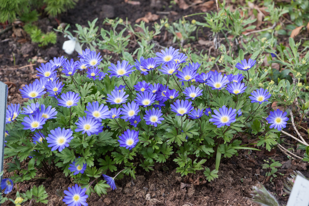A groundcover of blue windflower