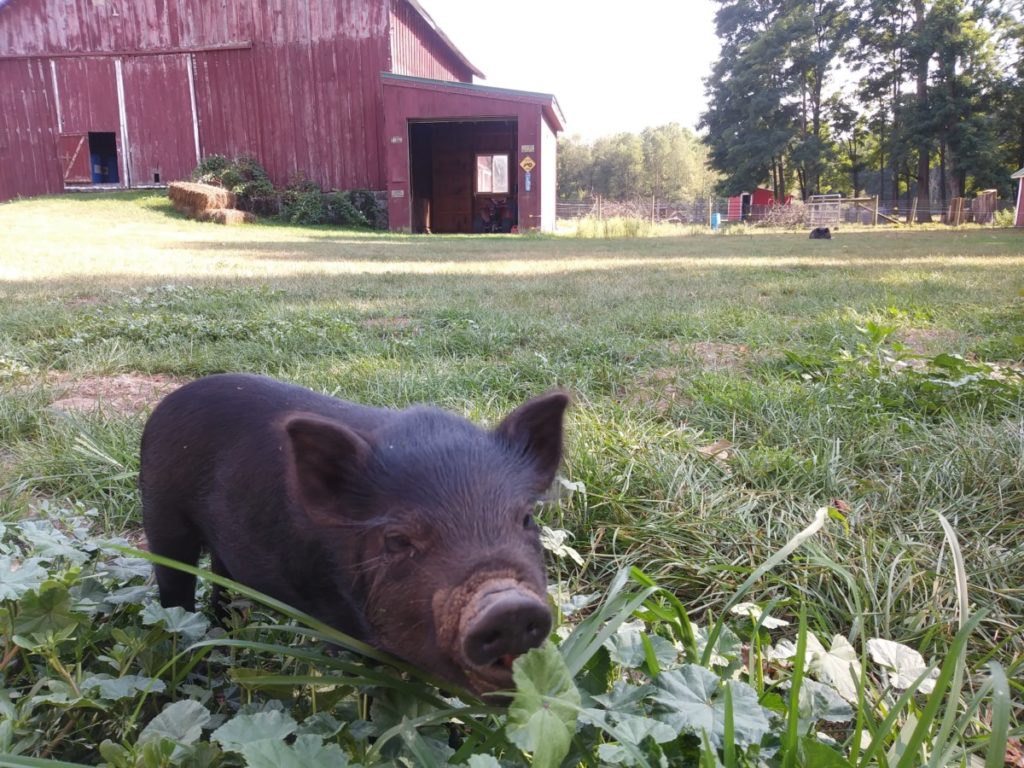 小猪轻咬嫩草和树叶。