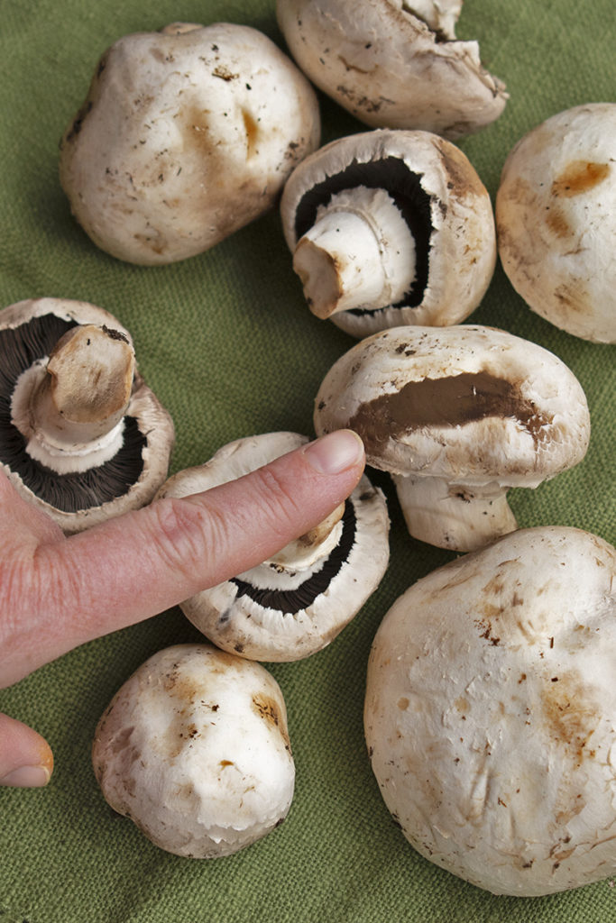 一只手指着蘑菇上的棕色孢子印。