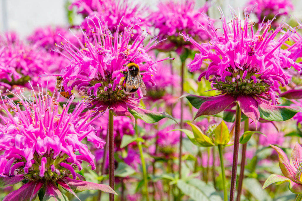 一只大黄蜂坐在蜂香花上。