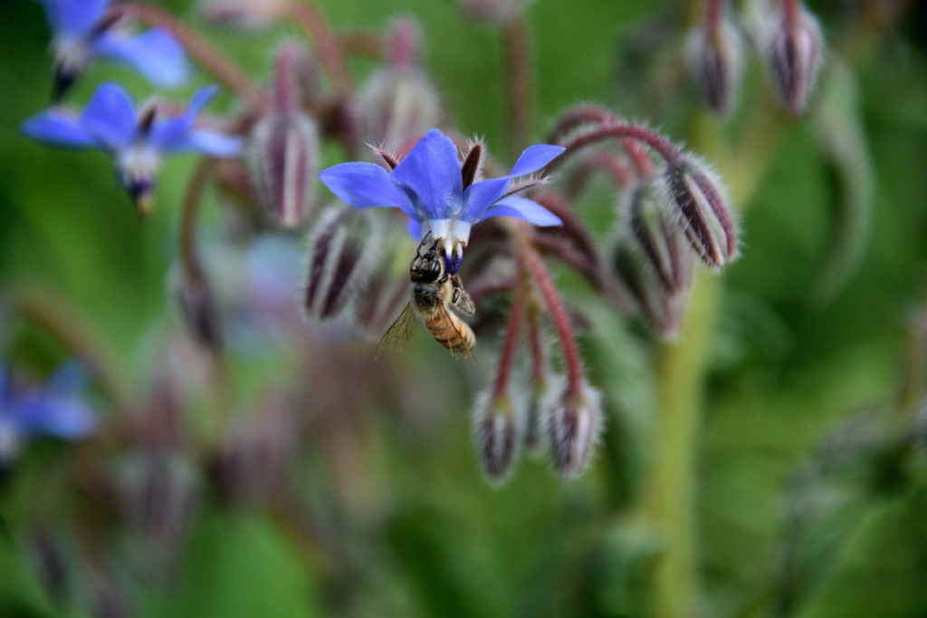 一只蜜蜂啜着蓝色琉璃苣花的花蜜。