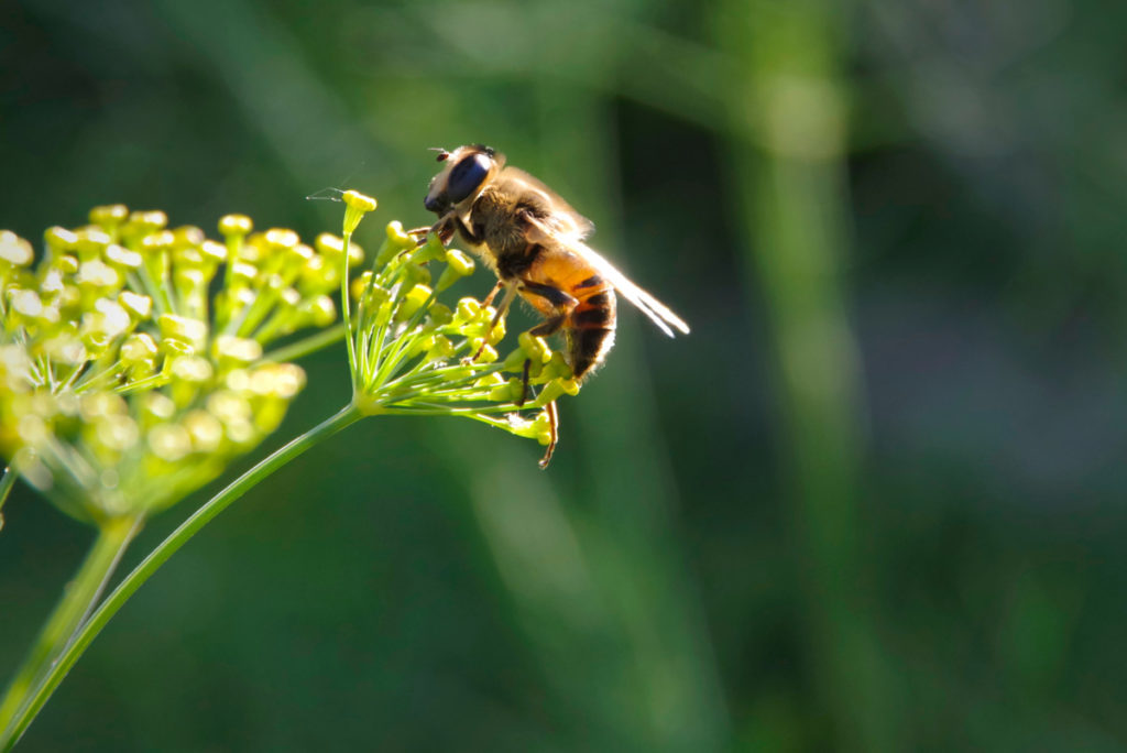 一只野生蜜蜂在莳萝上的特写。