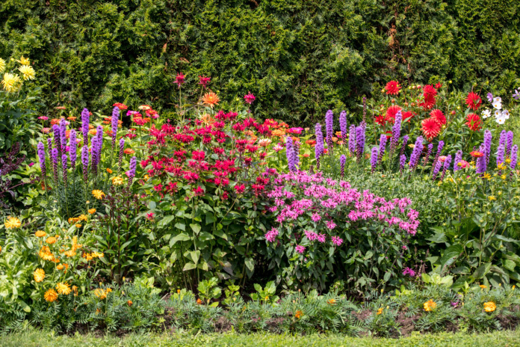 一个传粉者的花园，有蜂脂、柳叶、宇宙花和金盏花。