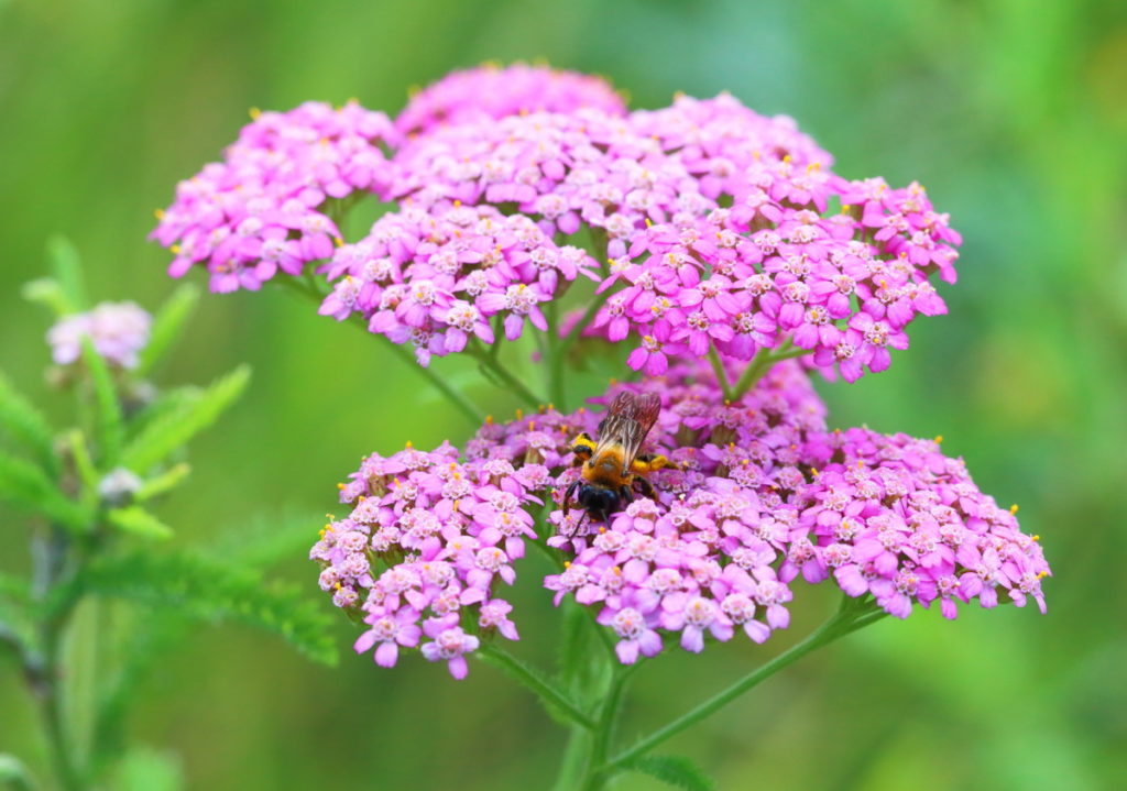 一只大黄蜂从粉红色的蓍草上收集花粉。