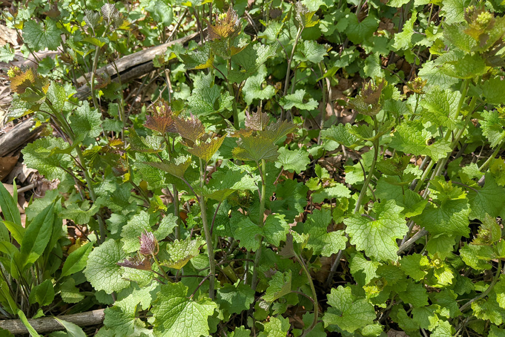 Garlic mustard in its second year growing in the woods.