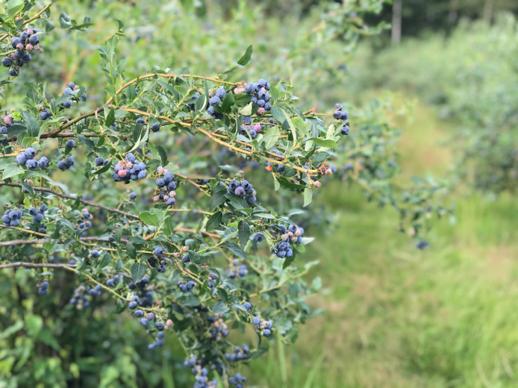 近距离拍摄一排蓝莓丛中长满蓝莓的树枝。