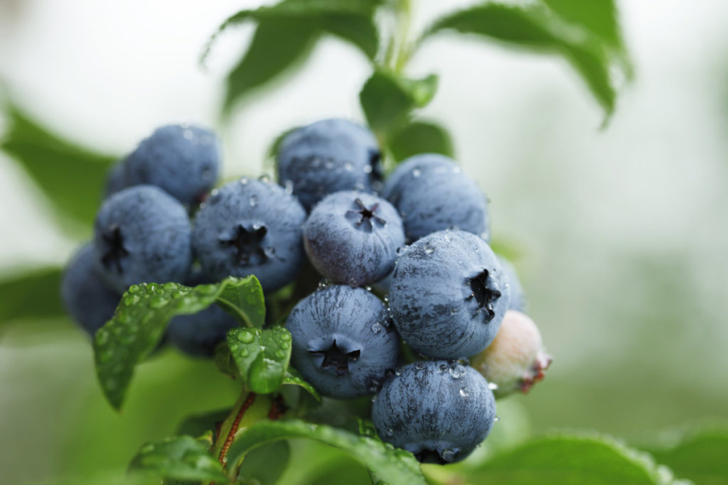 露珠覆盖的蓝莓集群特写。