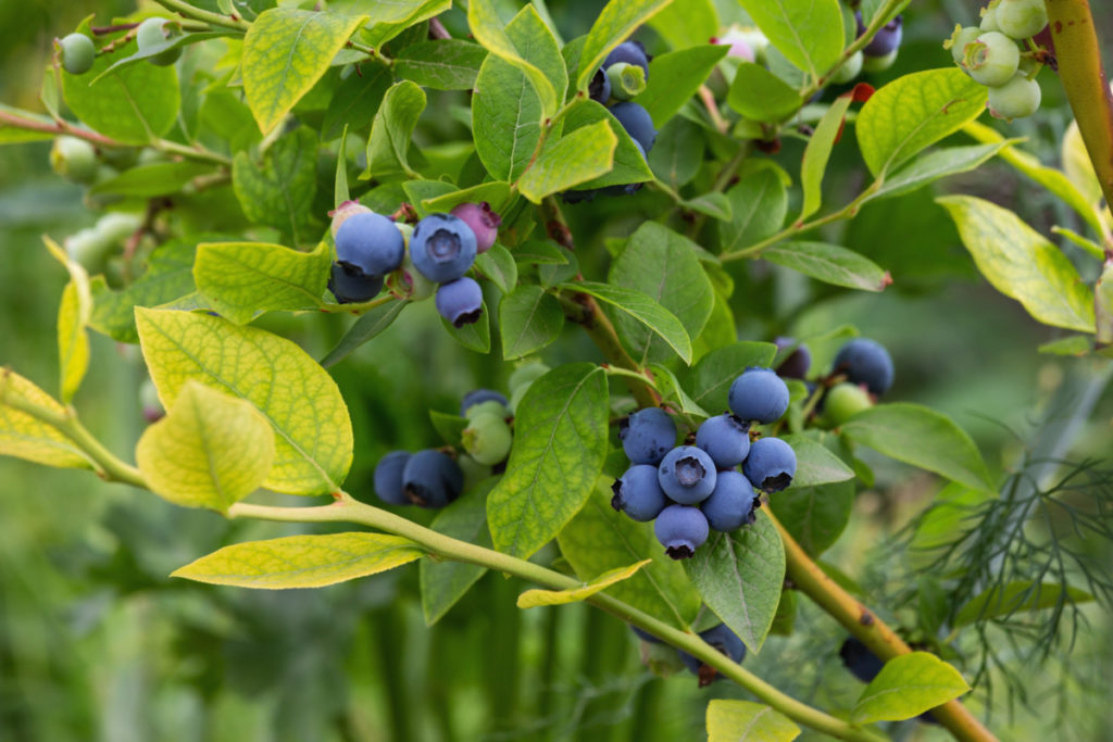 簇拥的成熟和未成熟的蓝莓生长在灌木上。