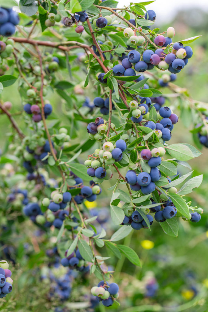 美丽的蓝莓和绿色的蓝莓挂在蓝莓丛的树枝上。
