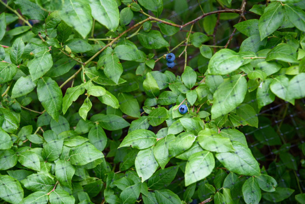 前面有网的蓝莓丛。