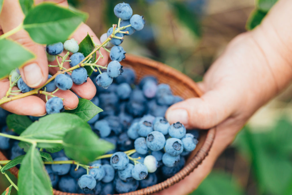 手在碗上从灌木丛中采摘蓝莓，接住掉下来的蓝莓。
