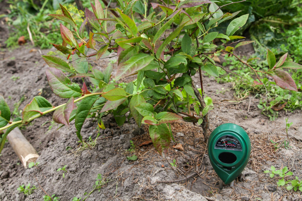 一个土壤酸碱度计被卡在一棵小蓝莓灌木旁边的地上。