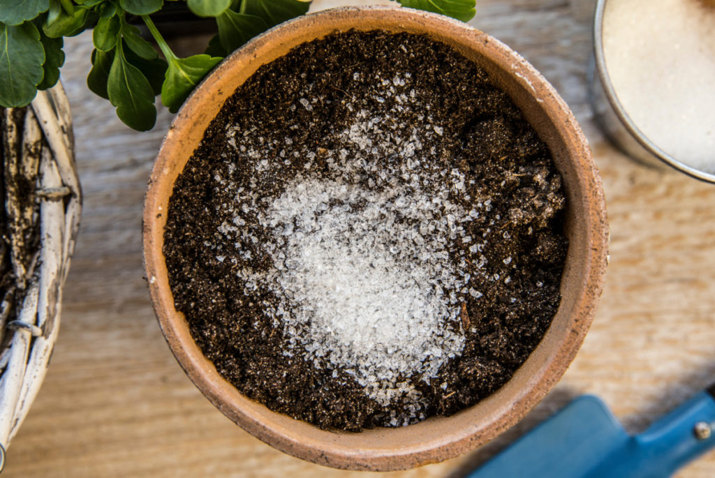 一个birds eye view of a pot with potting soil and granules in it.