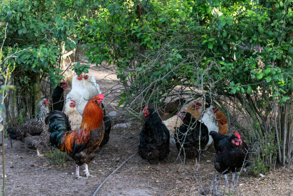 一群鸡懒洋洋地躺在低矮灌木丛的阴凉处。