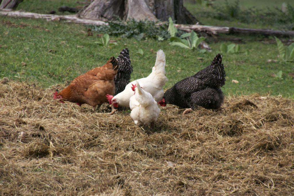 五只鸡在稻草里挠来挠去寻找食物。