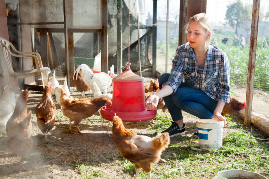 一名年轻女子给悬挂的喂鸡器喂食，而鸡则聚集在周围。