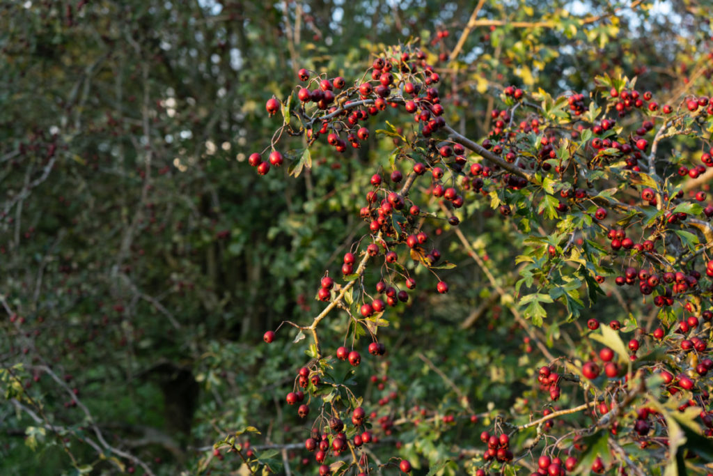 Hawthorne berries.