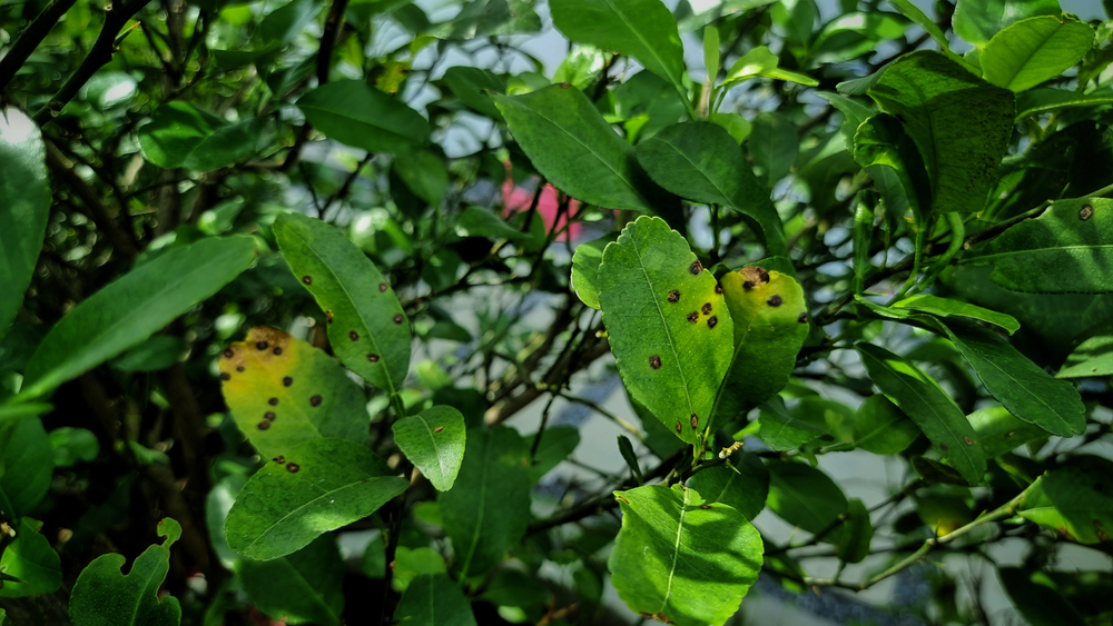 柠檬树的叶子anthracnose. The leaves are yellowed and have dark brown bullseye spots on them.