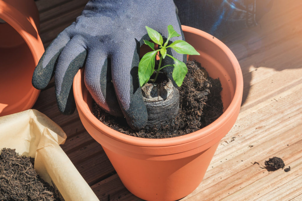 A gloved hand placing a small pepper seedling in a larger terracotta pot.