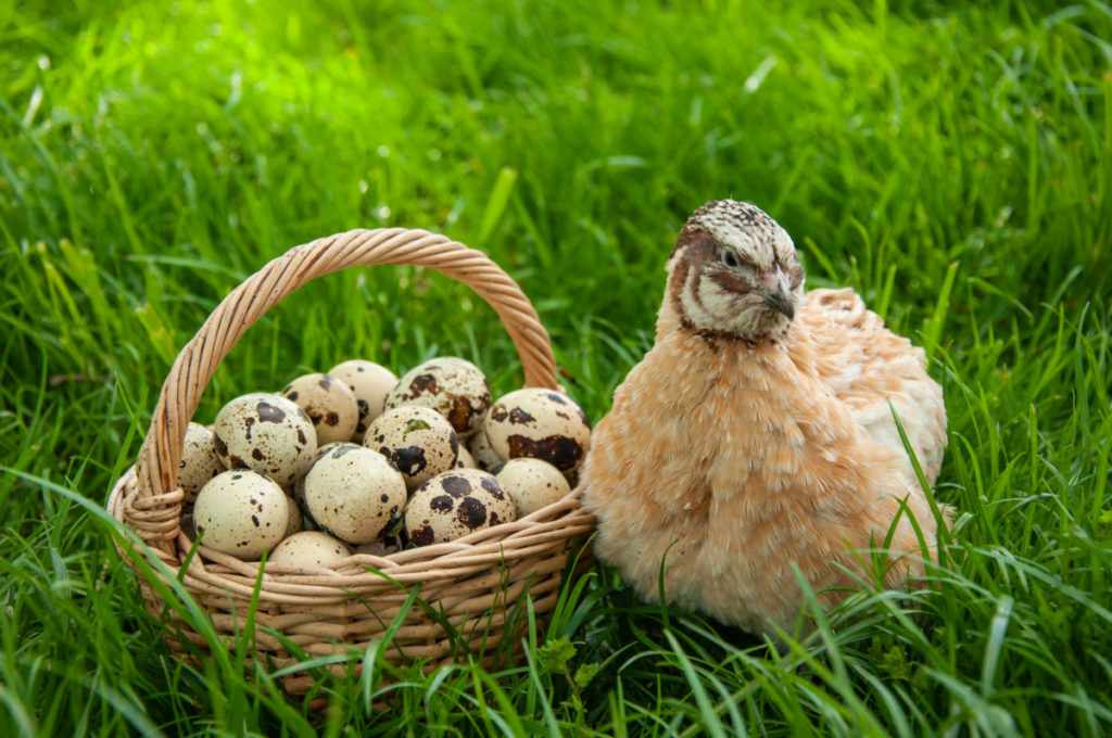 一只鹌鹑母鸡坐在绿草地上，旁边是一个装满鹌鹑蛋的小篮子。