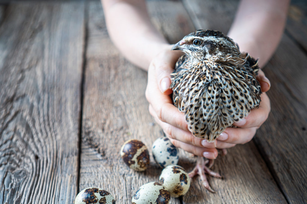 一个女人双手抱着一只鹌鹑。鸟旁边的木地板上有鹌鹑蛋。