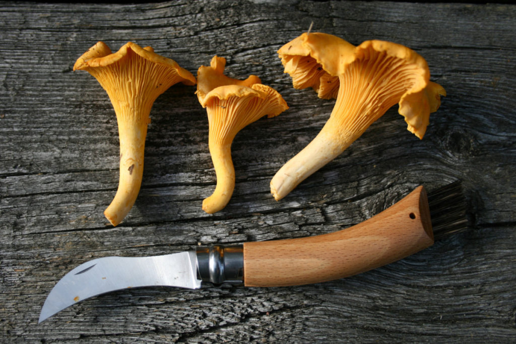 一把欧匹奈尔蘑菇刀，在粗糙的木板上有三个鸡油菌。