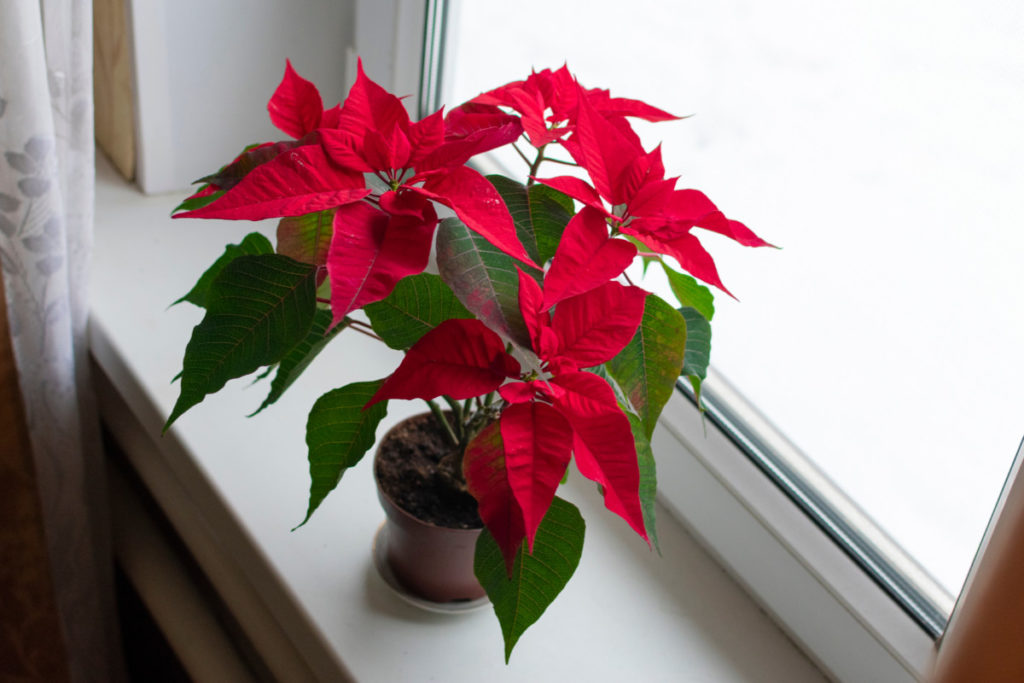 A red poinsettia forced to rebloom from the previous year.