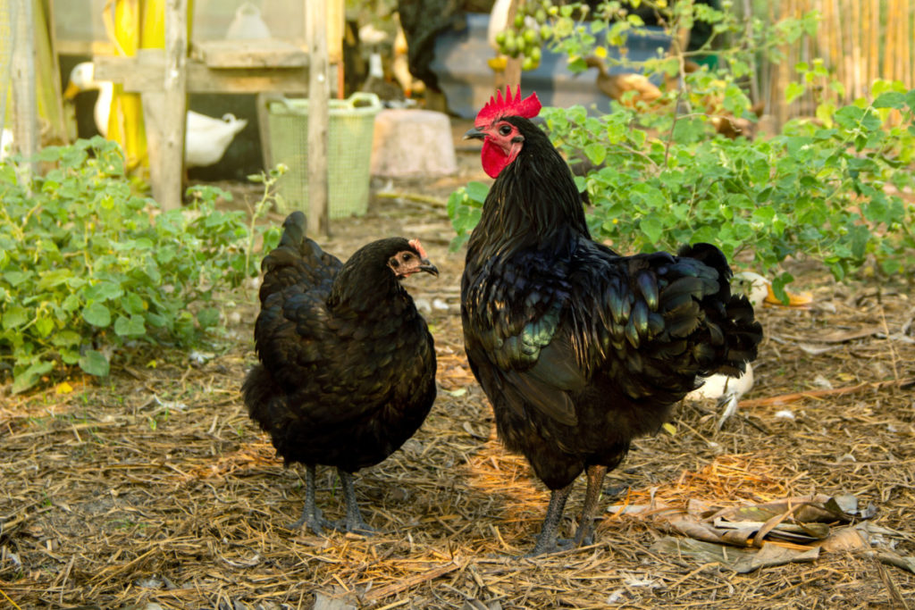 Australorp hen and rooster