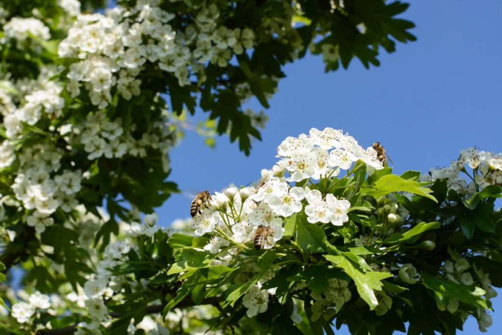 从山楂花蜜蜂采集花粉