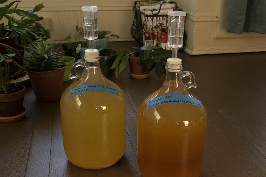 两瓶发酵的蒲公英蜂蜜酒