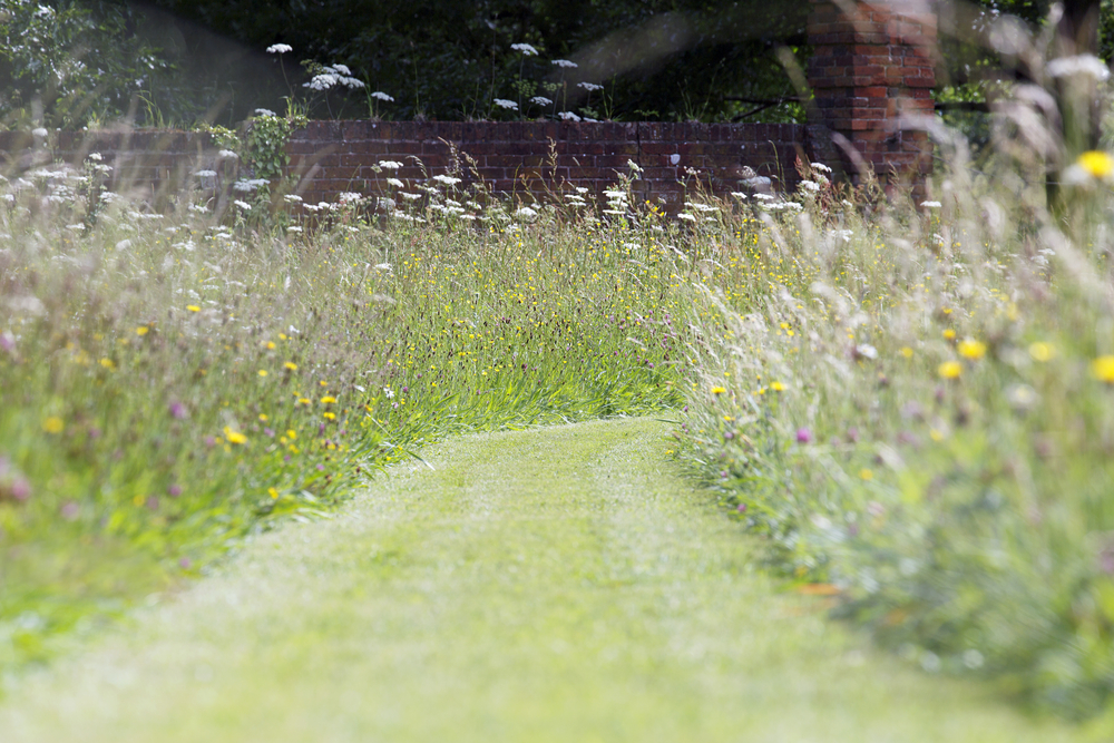 长满野花的草地，中间有一条小路。
