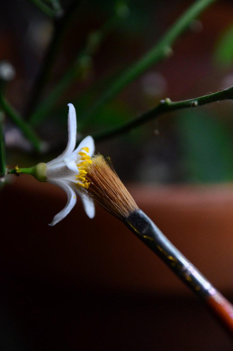 Close up of hand pollinating Meyer lemon blossom with a paintbrush.