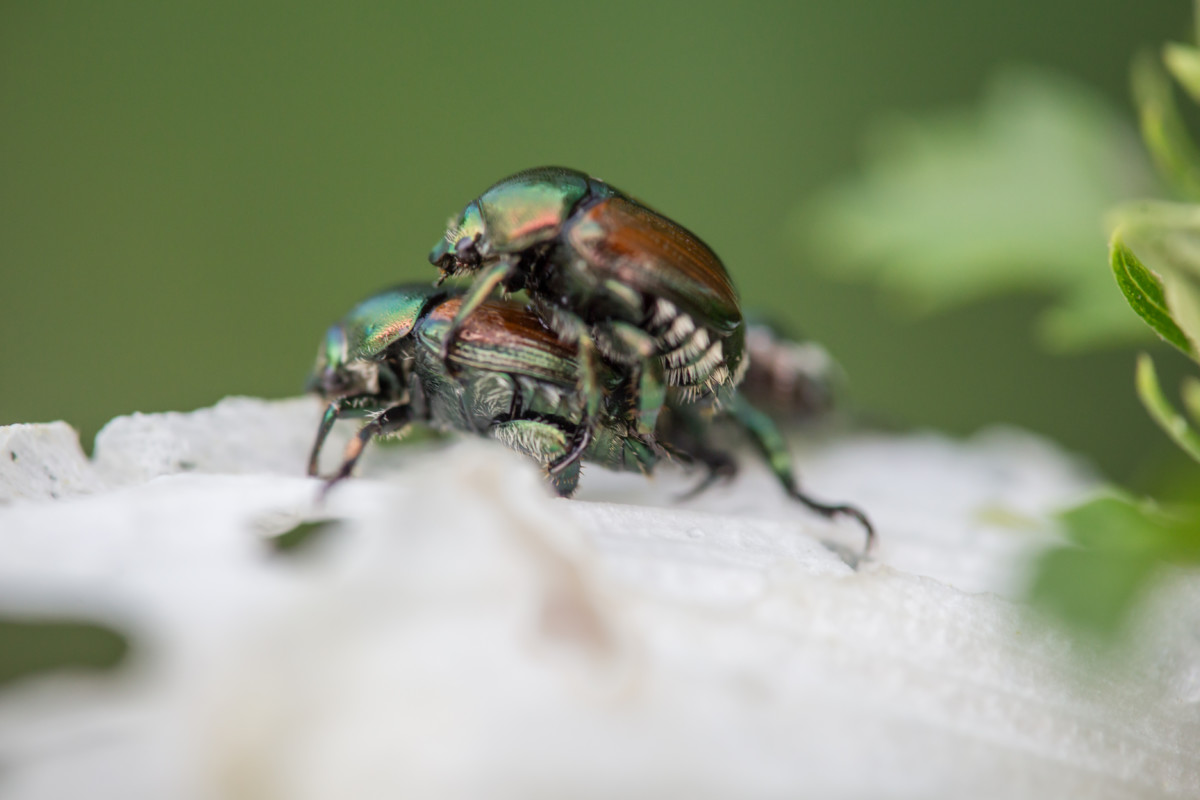两个Japanese beetles mating