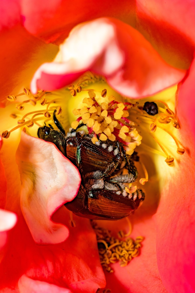 两个Japanese beetles mating in a rose flower