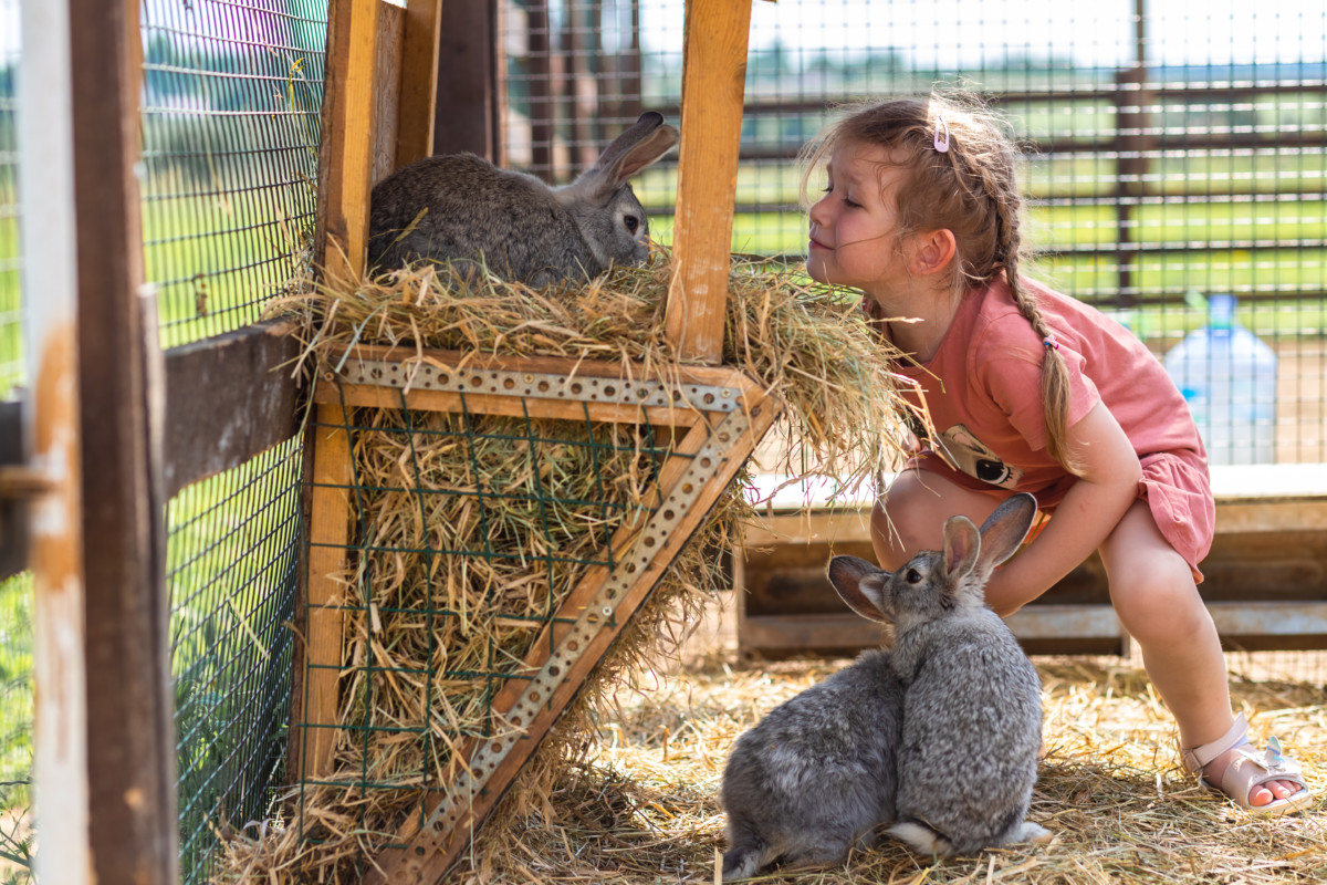 Small girl smiles at a rabbit in a rabbit hutch. There are two rabbits at her feet.