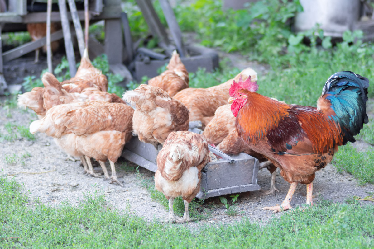 在院子里吃饲料的一群鸡和一只公鸡。