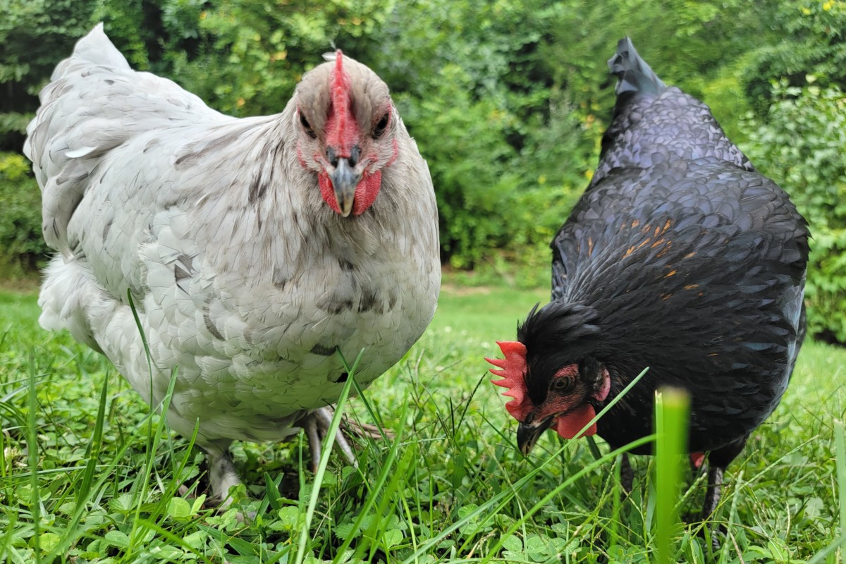 一只白鸡和一只黑鸡一起在草地上吃草。