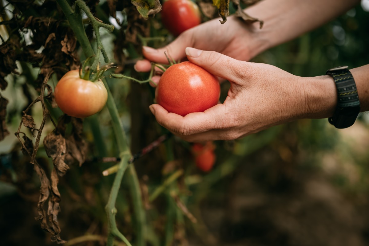 在枯萎的番茄植株上手工采摘番茄。